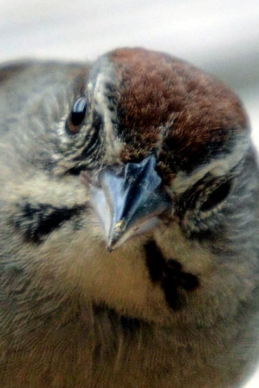 Lost Maples State Natural Area - Rufous Crowned Sparrow