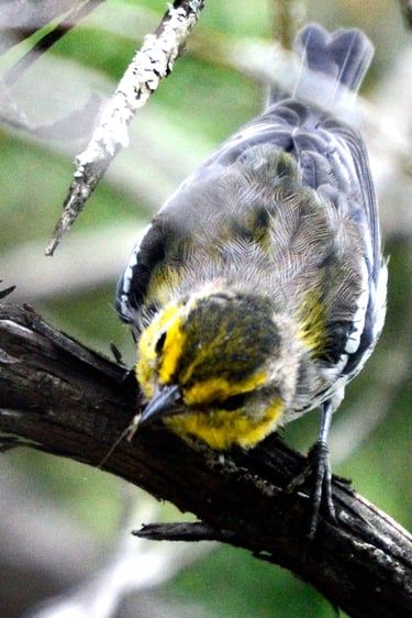 Golden Cheeked Warbler - Bandera County