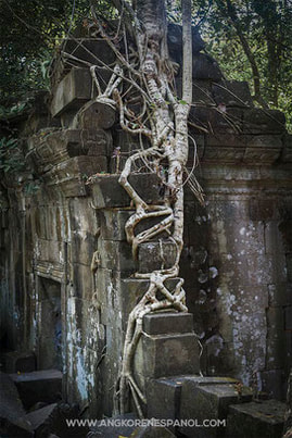 Raíces en las paredes de Beng Mealea