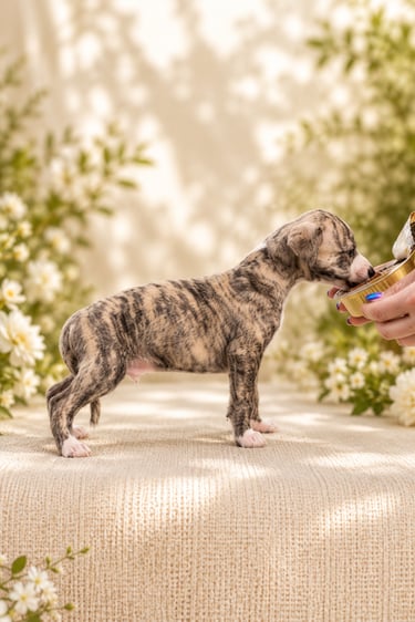 Male whippet des rives de riss