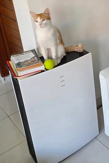 Purificador blueair Pro L con Gato test bali 2026