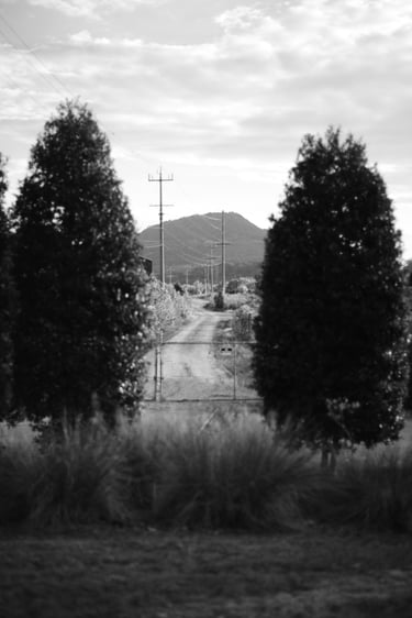 Black and white landscape of a gated gravel path leading toward a mountain peak through evergreen trees.