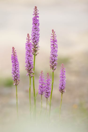 Mücken-Händelwurz (Gymnadenia conopsea)