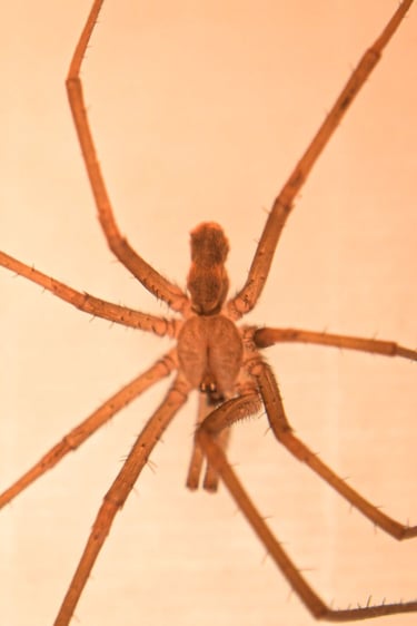 fotografia macro del cuerpo de una araña. especie kukulkania hibernalis