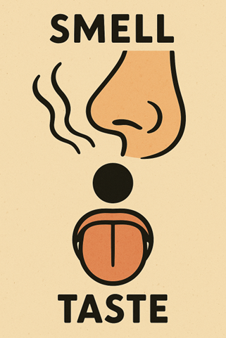 Olfaction et gustation sont différentes mais complémentaires