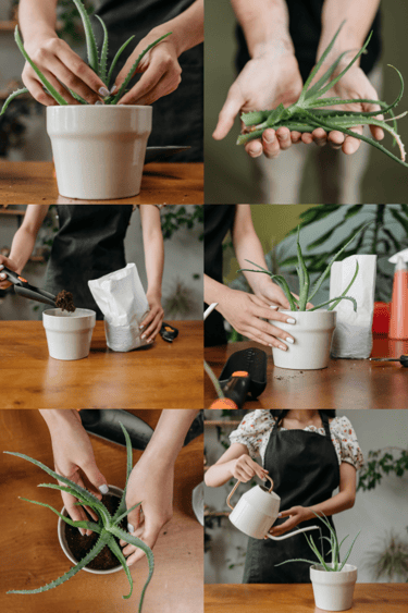 How to propagate plant pups