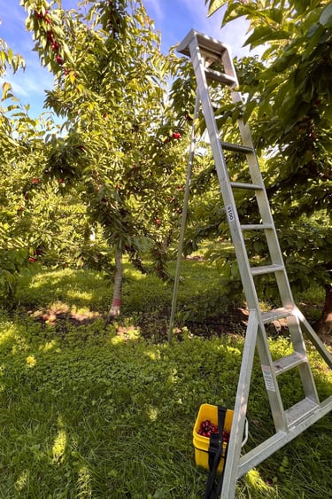 La escalera para recoger las cherries 
