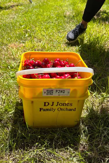Un cubo de cerezas en Nueva Zelanda