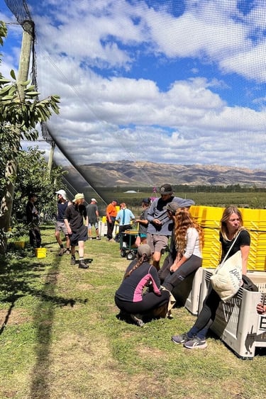 Trabajando en la orchard de cherries en nueva zelanda