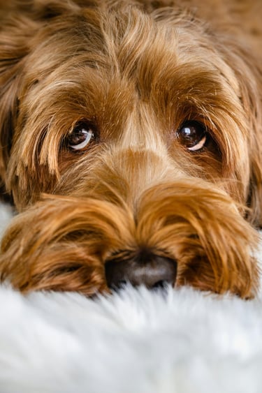 ojitos de perrito