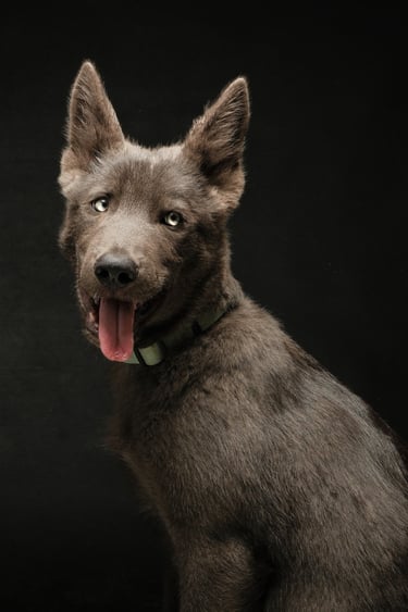 Portrait chien studio finistère brest