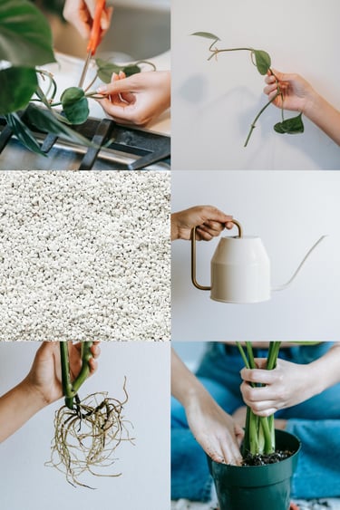 How to propagate plants in perlite