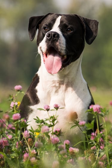 Gros chien dans un champ de fleurs