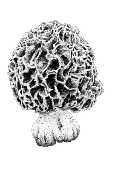 Common morel illustration