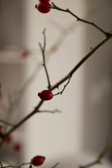 Makro detale we wnętrzu: gałązka dzikiej róży z czerwonymi owocami.