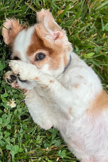 a dog is playing with a toy in the grass