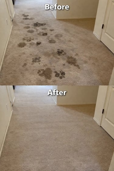 Pet stain removal Lacey - Grossbusters Carpet Cleaning