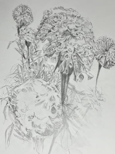 Giant marigolds A2 drawing