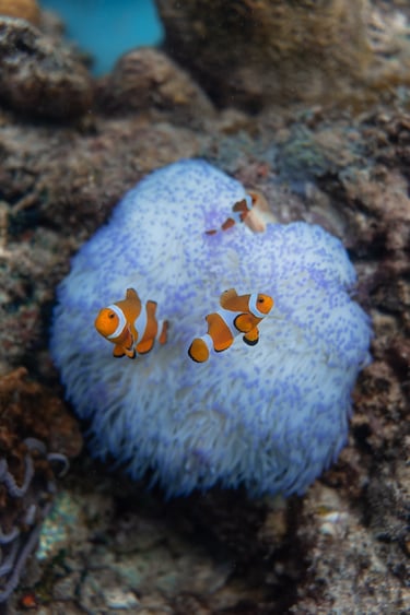 a group of clown clown clown clown clown clown clown clown clown clown clown clown clown