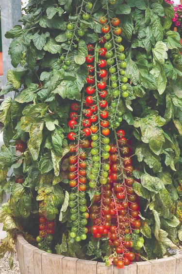 Rapunzel Tomato
