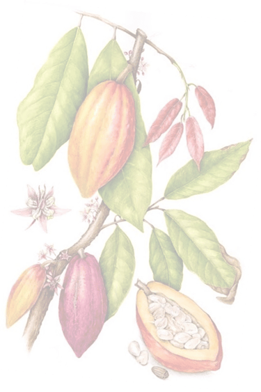 Panettone Trentasei chocolate importado