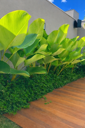 Jardim Tropical.