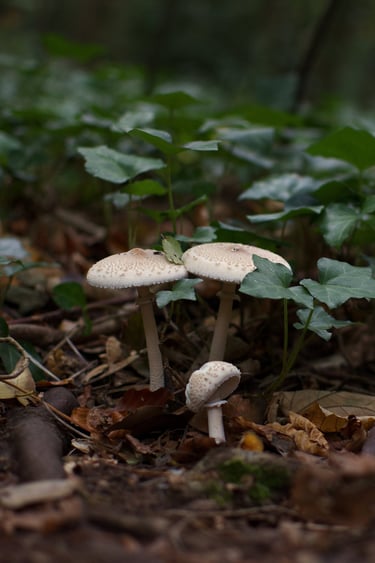 "Resting Place" - Weston Big Wood, Portishead, England