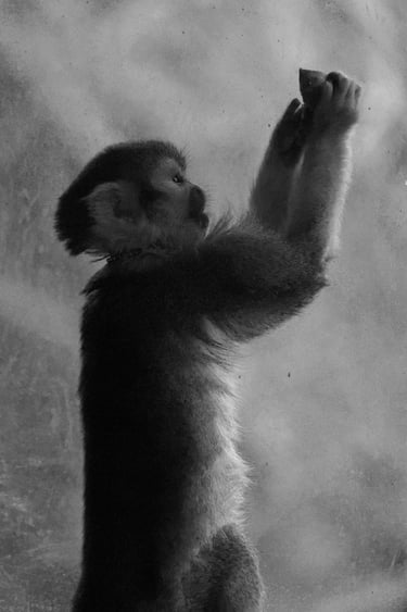 "Praise the Nut" - Squirrel Monkey at Edinburgh Zoo, Scotland