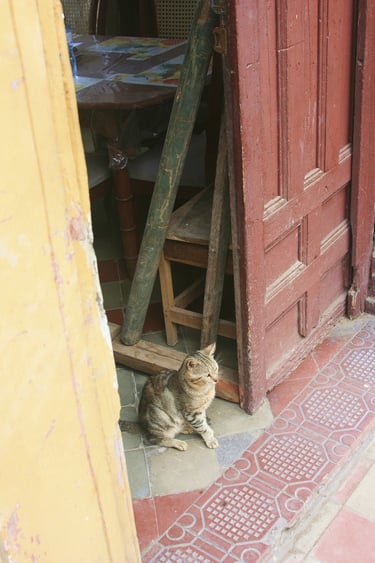 Cat, Leon, Nicaragua