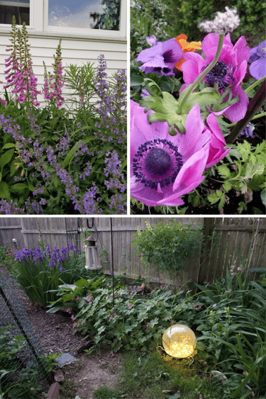 collage of garden beds: foxglove, geranium, anemone and iris.