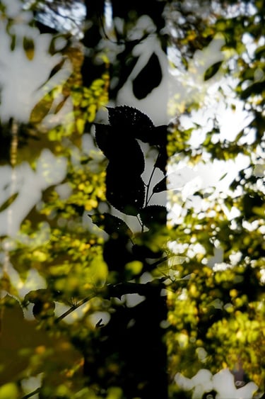leaves in silohuette against a tree