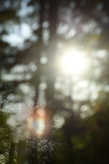 the sun shining through the trees