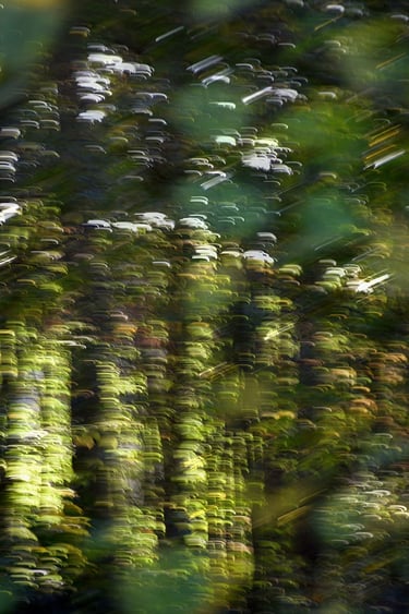 a forest intentional camera movement