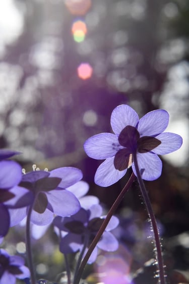 a spring flower that is purple and has a purple flower