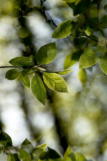 green leaves and on a branch of a tree