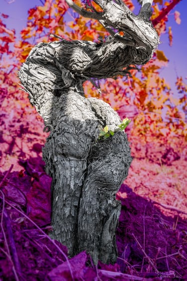 Cep de vigne aux formes anthropomorphes sur fond coloré violet et rose, photographie poétique