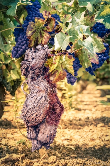Cep de vignes chargé de grappes de raisins, photo d'art