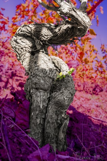 Cep de vigne évoquant un éléphant ou des formes érotiques, série Clones Cownesques 