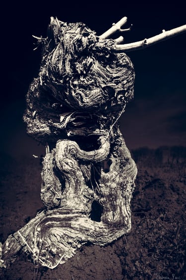 Cep de vigne ancien aux formes sculpturales, photographie artistique jouant sur la paréidolie