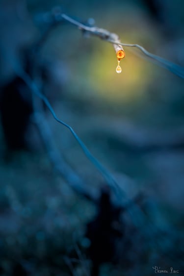 Goutte de sève sur sarment de vigne – photographie d’art, série Vigne en Pleurs, Bourgogne.