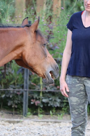 bruin paaardenhoofd met een vrouw die in een leger broek en blauw shirt erbij staat