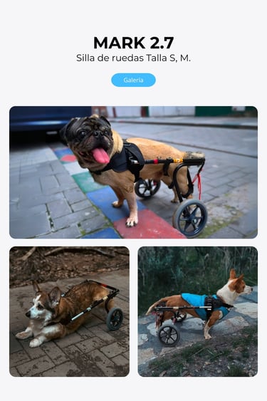 Perro con silla de ruedas ortopédica para perros, NUCLEUMPET Orthopedics en Bogotá Colombia.