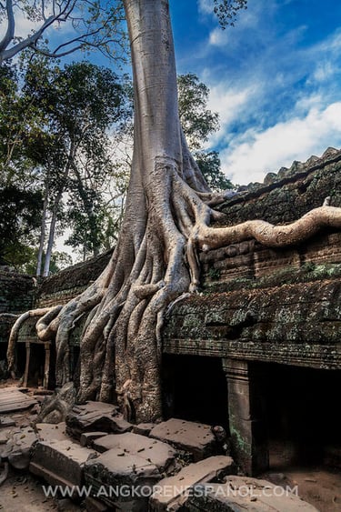 Raíces en el templo de Ta Prohm