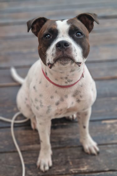 Staffy femmina bianco e tigrato grecalestaffs