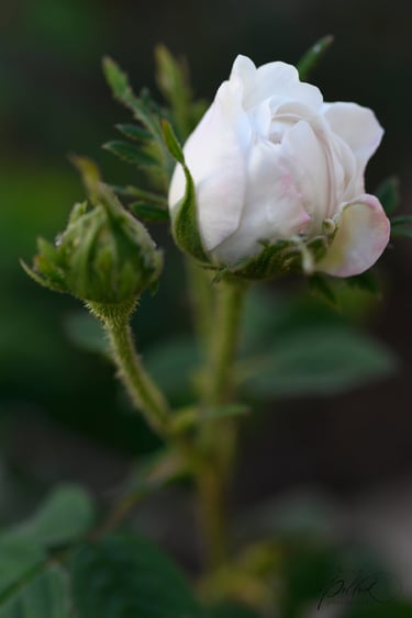 Madame Hardy Bud, Centifolia, Damask - France 1831