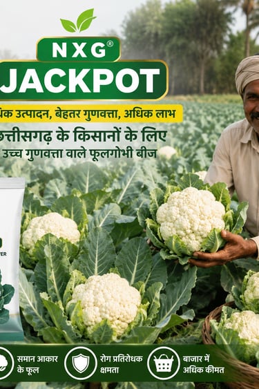 A smiling Indian farmer harvesting fresh cauliflower with Nexgen Seeds NXG Jackpot hybrid cauliflower seeds.