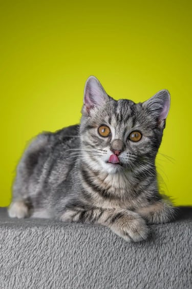 cat photography