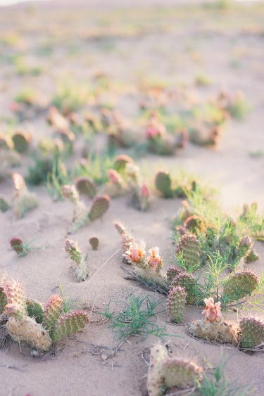 Pink prickly pear cactus blooming in a sandy desert landscape at sunset.