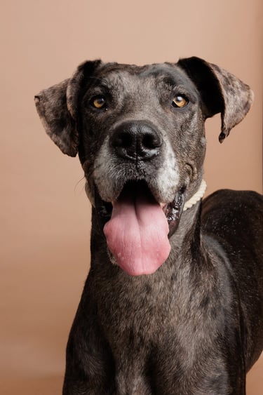 A happy brindle Great Dane dog posing with its tongue out against a solid tan background.