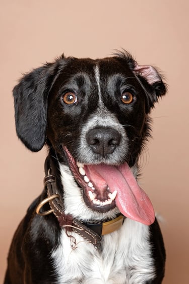 Happy black and white mixed breed dog with tongue out in a studio pet portrait on a tan background.